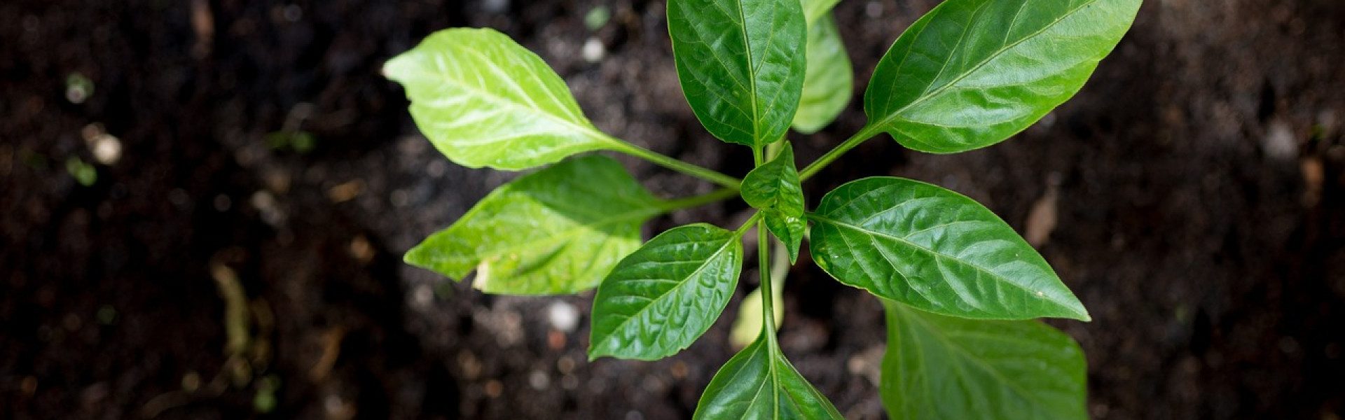 La valorisation des productions agricoles à des fins non alimentaires : une nécessité !