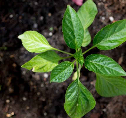 La valorisation des productions agricoles à des fins non alimentaires : une nécessité !