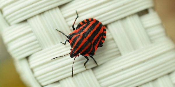 Punaises de lit : un fléau à éradiquer !