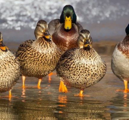 Loisir : pourquoi acheter un appeau pour l'observation des oiseaux ?