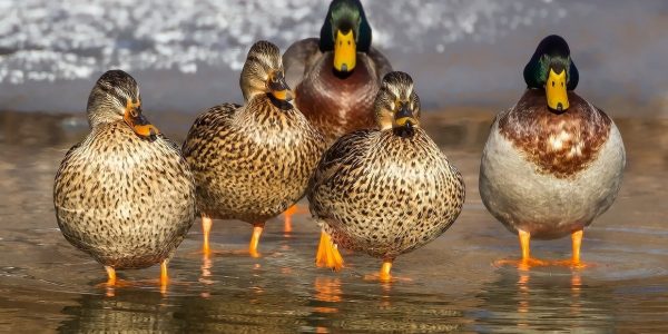 Loisir : pourquoi acheter un appeau pour l'observation des oiseaux ?