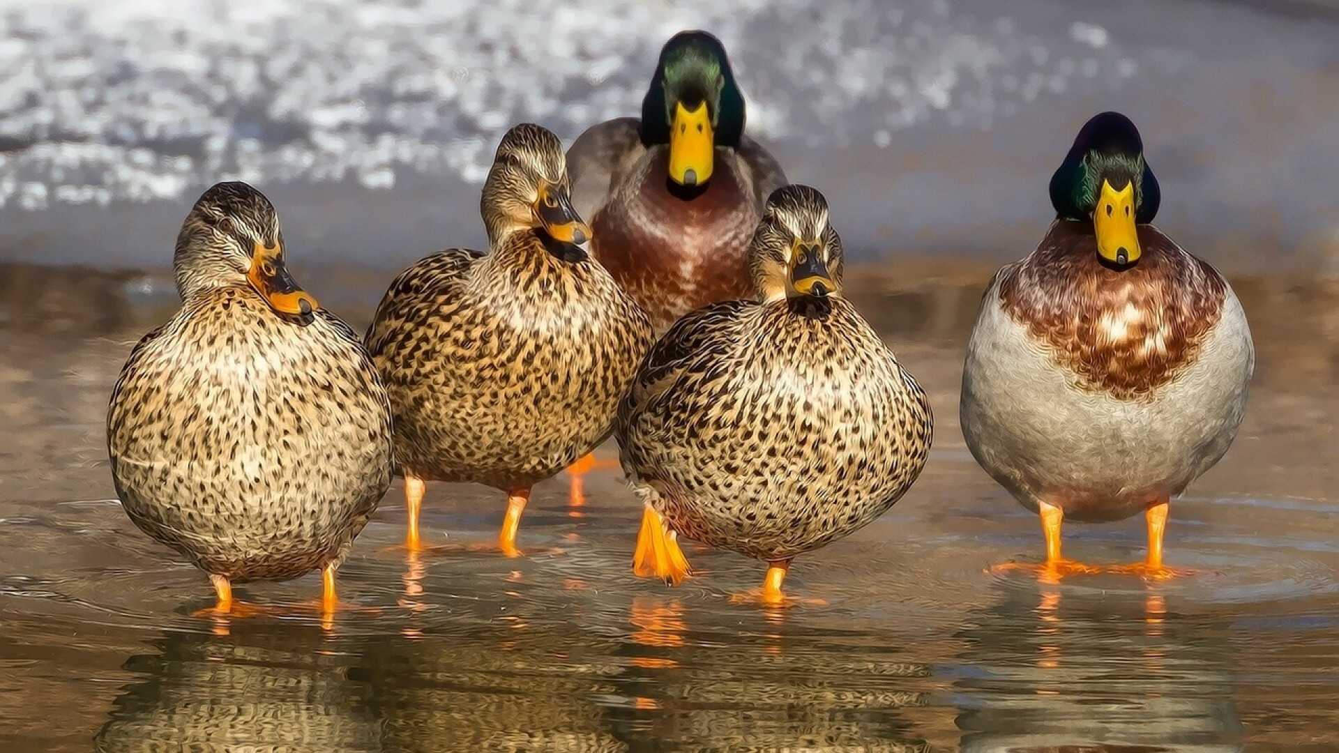 Loisir : pourquoi acheter un appeau pour l'observation des oiseaux ?