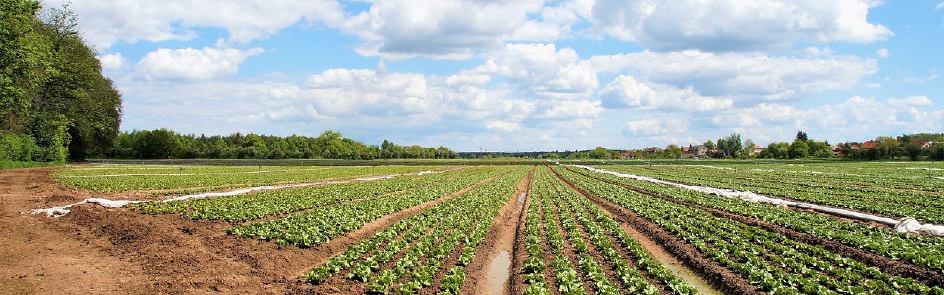 Terrains agricoles : quelles solutions aujourd'hui pour stabiliser les zones de passage ?