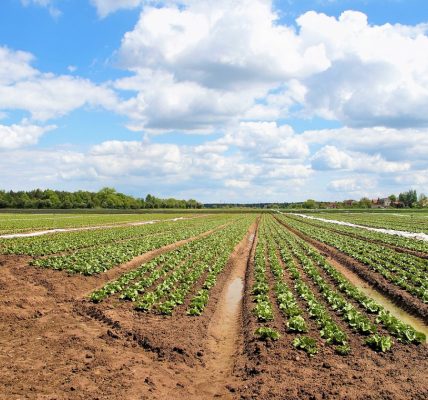 Terrains agricoles : quelles solutions aujourd'hui pour stabiliser les zones de passage ?