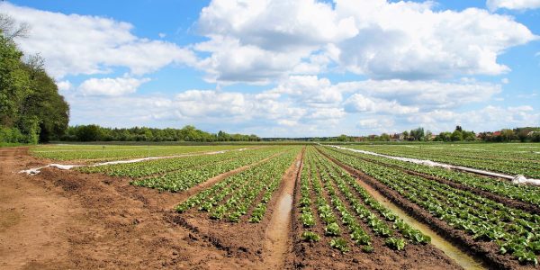 Terrains agricoles : quelles solutions aujourd'hui pour stabiliser les zones de passage ?