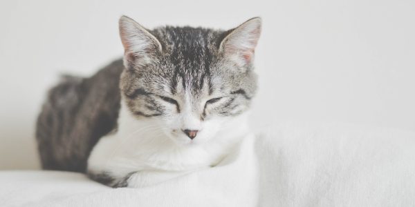 Les sachets fraîcheur : le repas à offrir à votre tigre de salon