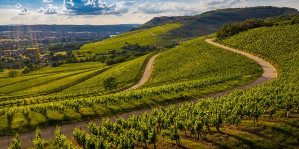 Visiter les Langhe : itinéraire idéal pour une escapade gourmande